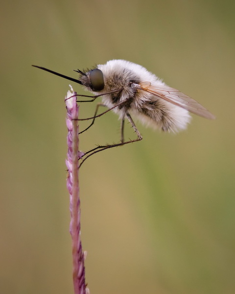 Bombylius Major - Le Grand Bombyle