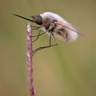 Bombylius Major - Le Grand Bombyle