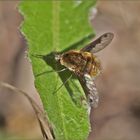 Bombylius major Linnaeus, 1758