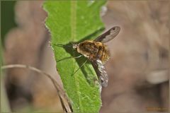 Bombylius major Linnaeus, 1758