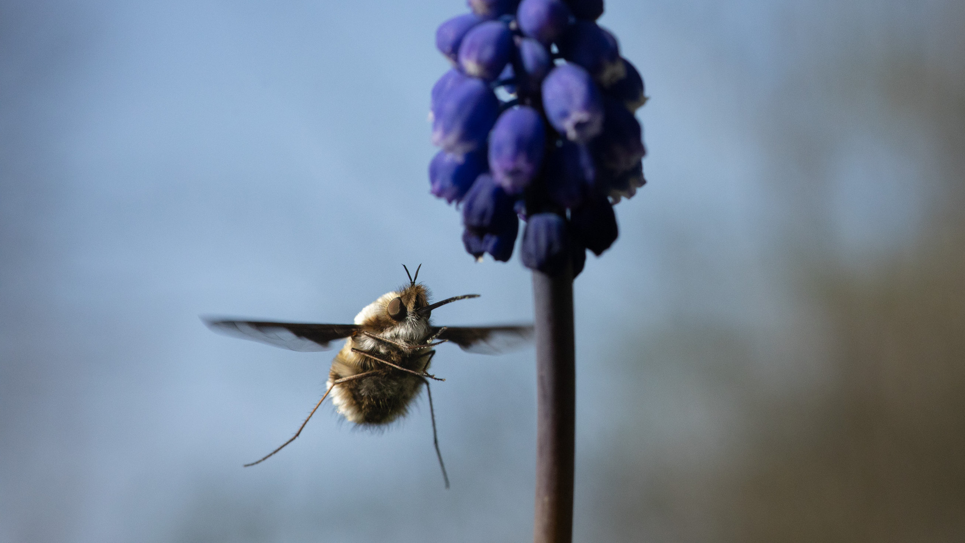 Bombylius major und Muscari