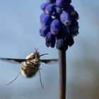 Bombylius major und Muscari