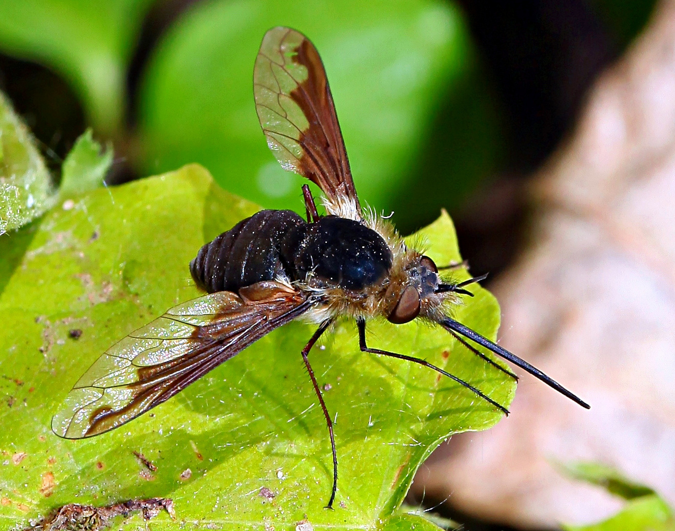 Bombylius major, Wollschweber mit "Glatze"