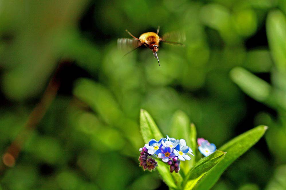 Bombylius major - Ziel erfasst