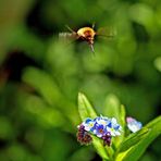 Bombylius major - Ziel erfasst