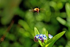 Bombylius major - Ziel erfasst