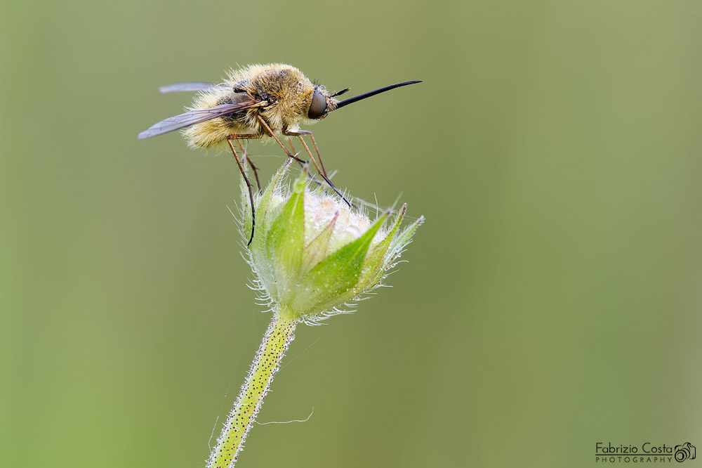 Bombylius minor