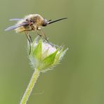 Bombylius minor