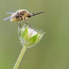 Bombylius minor