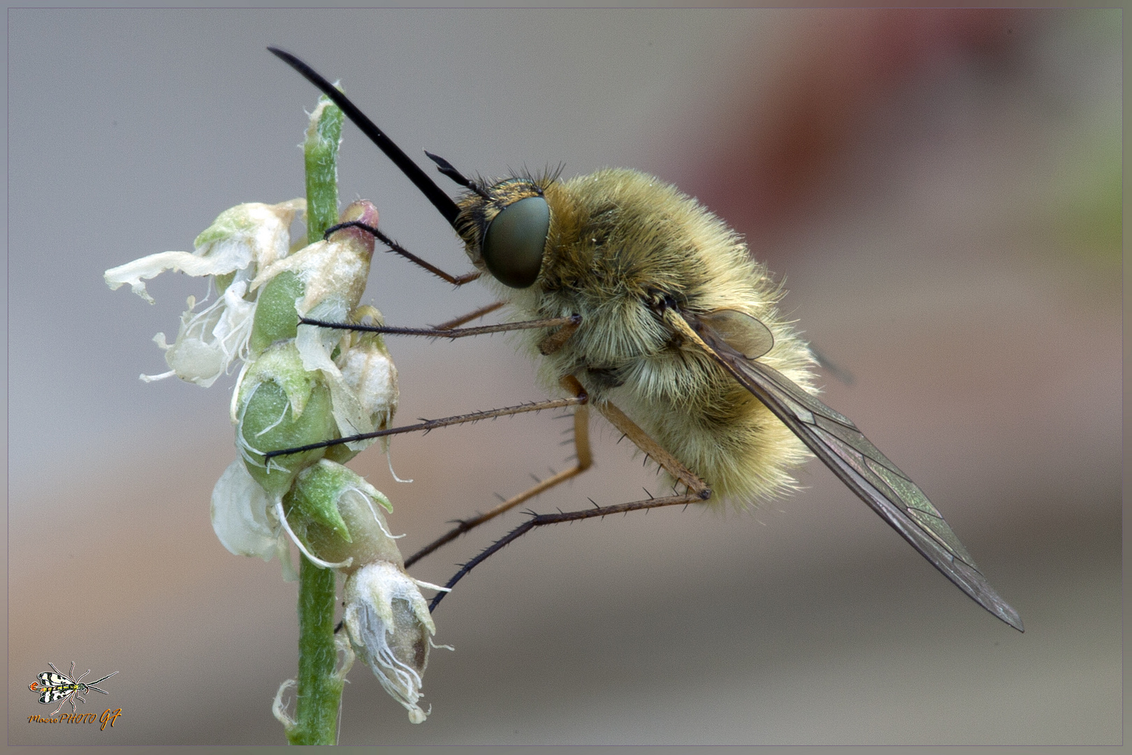 Bombylius minor ( Linnaeus, 1758 )