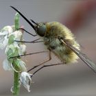 Bombylius minor ( Linnaeus, 1758 )