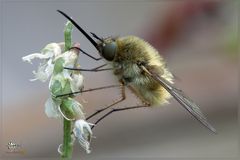 Bombylius minor ( Linnaeus, 1758 )