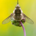 Bombylius posticus