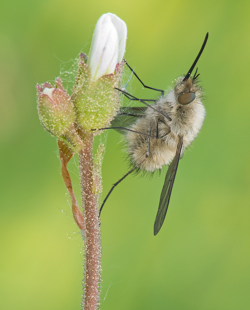 Bombylius posticus = Bombylius vulpinus