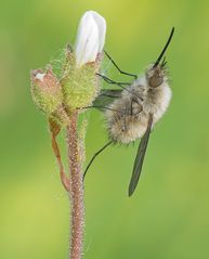 Bombylius posticus = Bombylius vulpinus