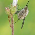 Bombylius posticus = Bombylius vulpinus