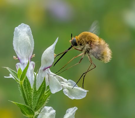 Bombylius sp.