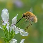 Bombylius sp.