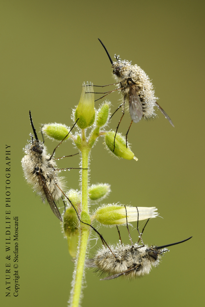 Bombylius sp. - Legri (Italy)