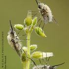 Bombylius sp. - Legri (Italy)