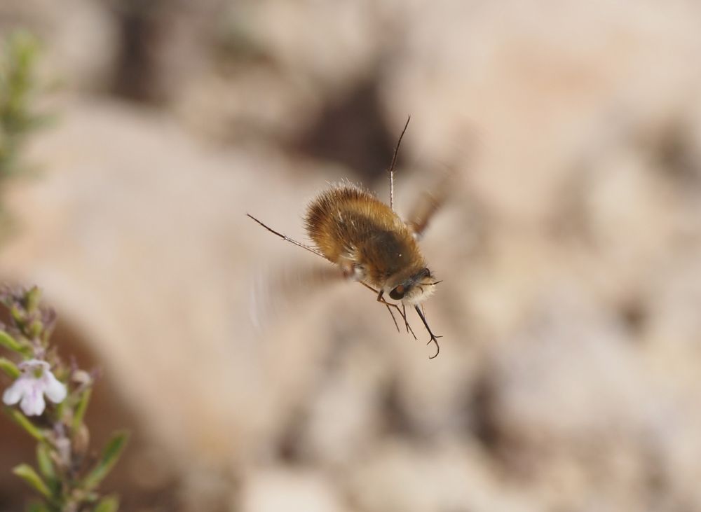 Bombylius spec.