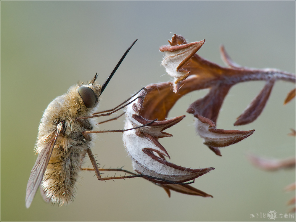 Bombylius (Wollschweber)