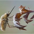 Bombylius (Wollschweber)