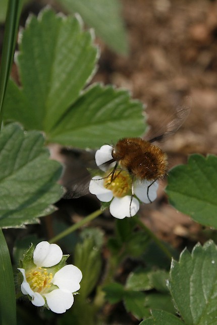 bombyliux