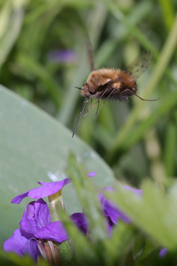 Bombylus