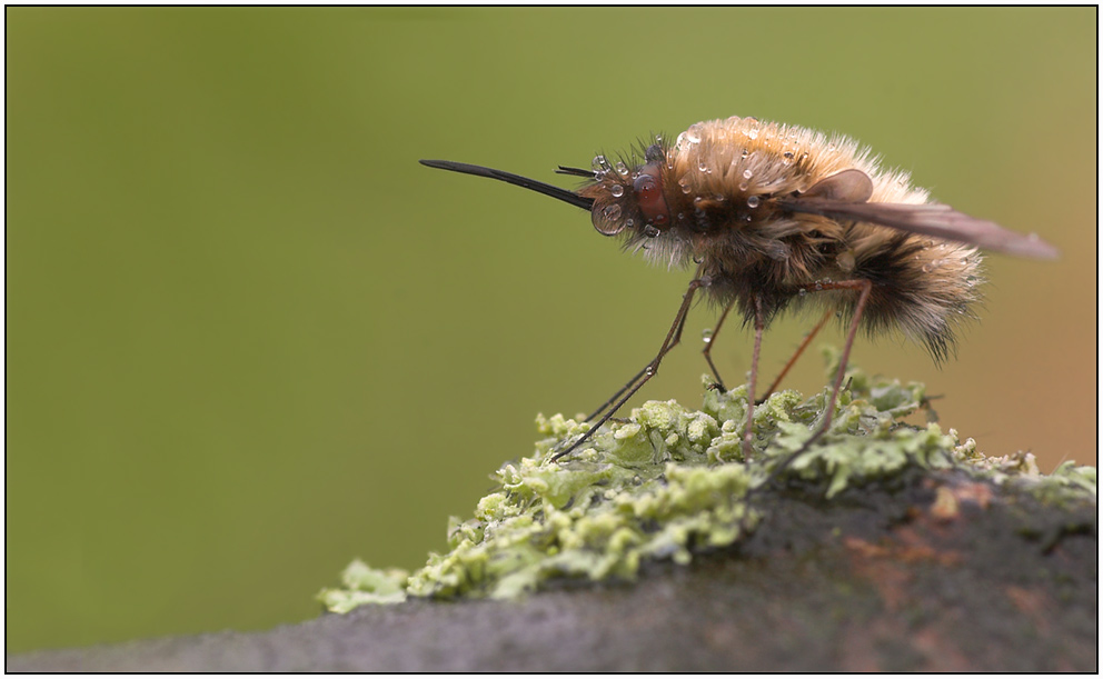 Bombylus major