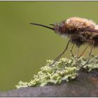 Bombylus major