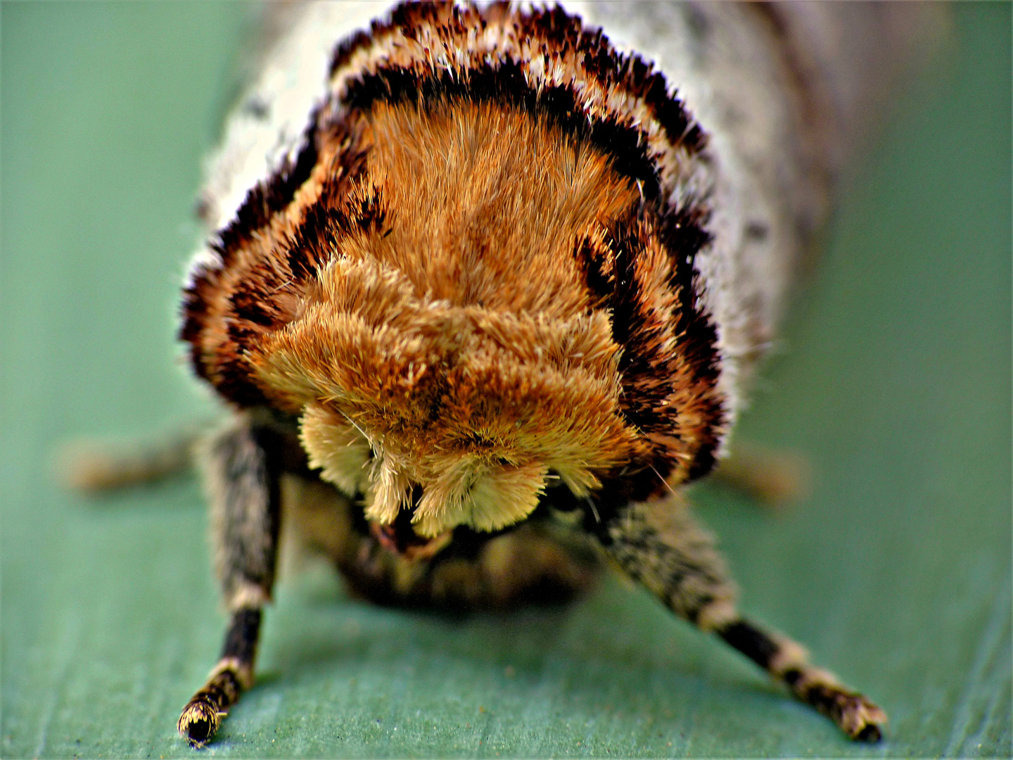 Bombyx bucéphale.