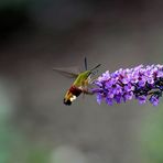 Bombyx dans mon jardin.