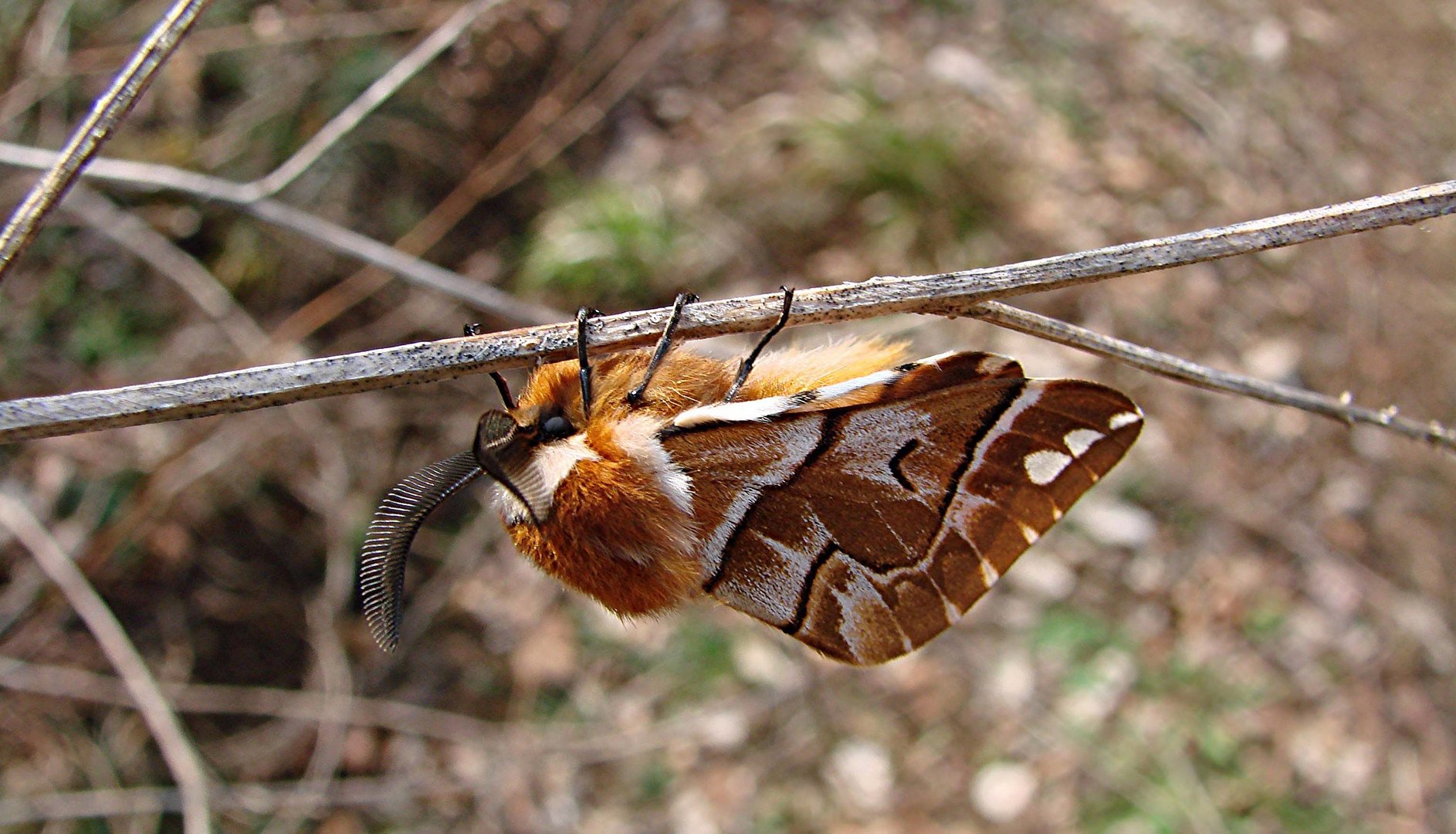 Bombyx du bouleau appelé aussi, bombyx versicolore