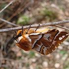 Bombyx du bouleau appelé aussi, bombyx versicolore