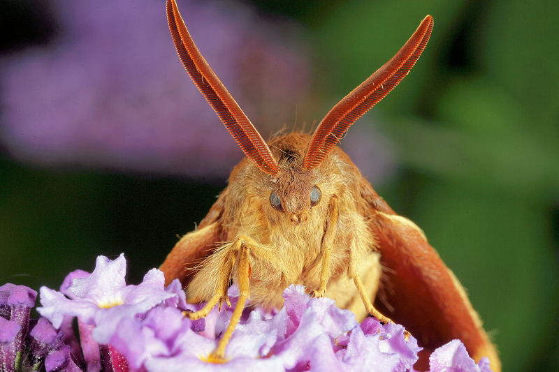 Bombyx du chêne