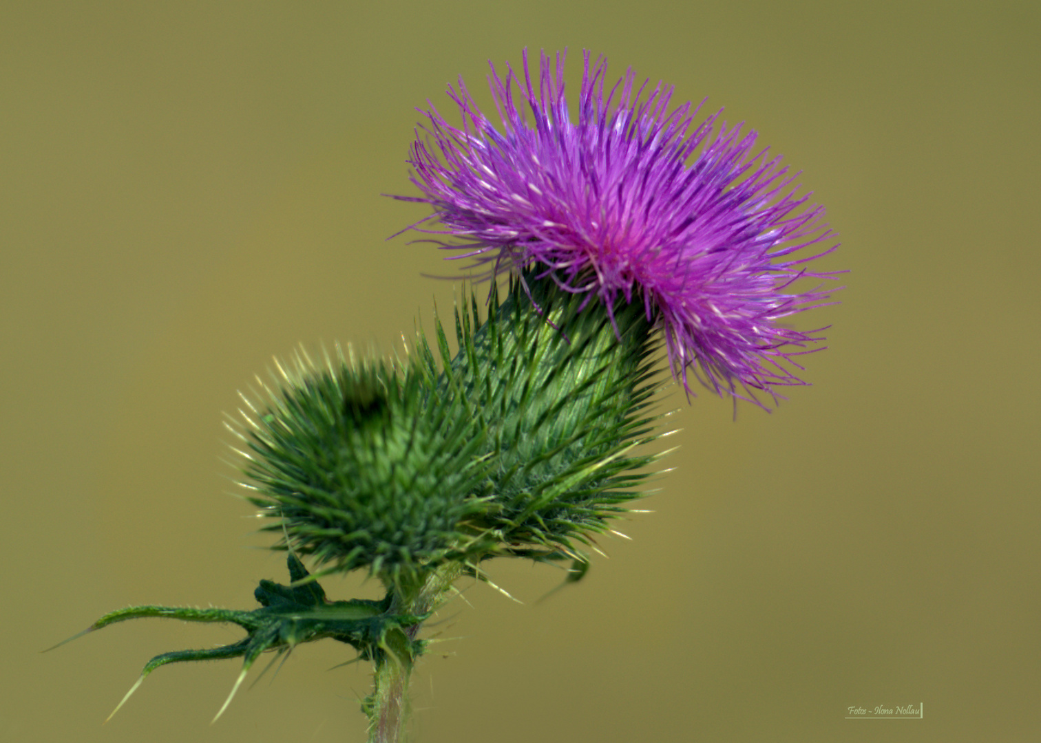 Bommel 