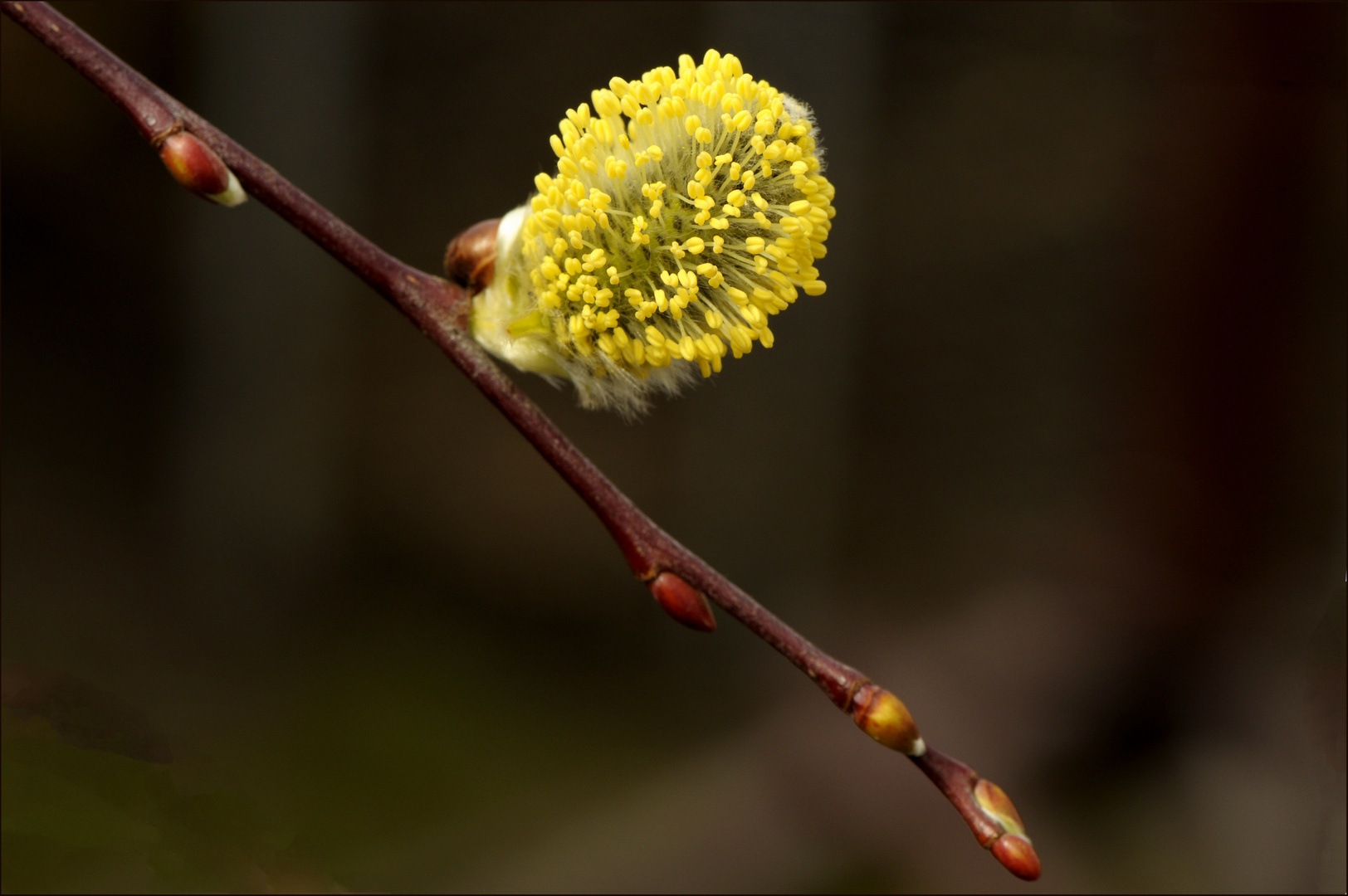 Bommelchen