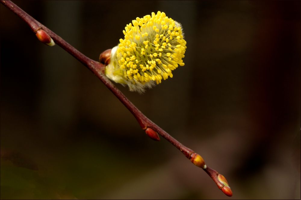 Bommelchen