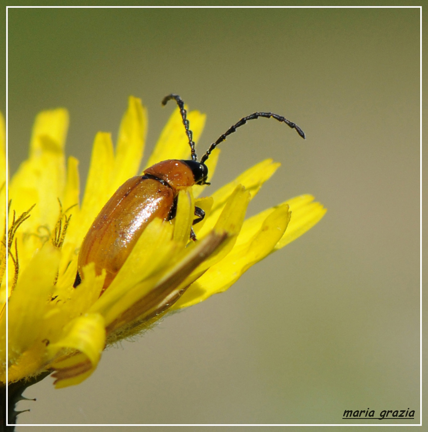 Bon Anniversaire Photo Et Image Macro Nature Macro Insectes Nature Images Fotocommunity Bon Anniversaire Photo Et Image Macro Nature Macro Insectes Nature Images Fotocommunity