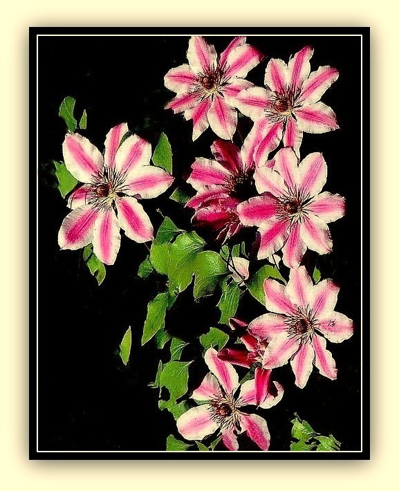 Bon Anniversaire Chantal Photo Et Image Fleurs Ma Galerie 10 11 Nature Images Fotocommunity Bon Anniversaire Chantal Photo Et Image Fleurs Ma Galerie 10 11 Nature Images Fotocommunity