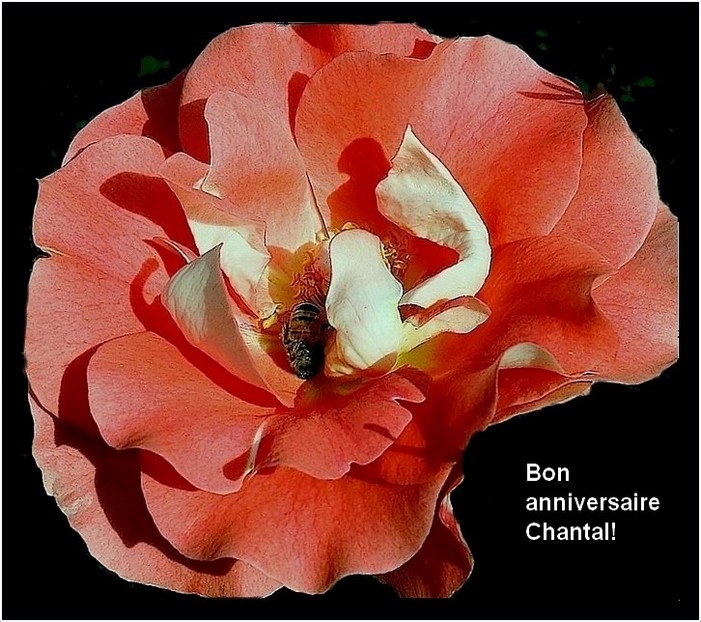 Bon Anniversaire Chantal Cornagoae Photo Et Image Fleurs Roses Ma Galerie 10 11 Images Fotocommunity Bon Anniversaire Chantal Cornagoae Photo Et Image Fleurs Roses Ma Galerie 10 11 Images Fotocommunity