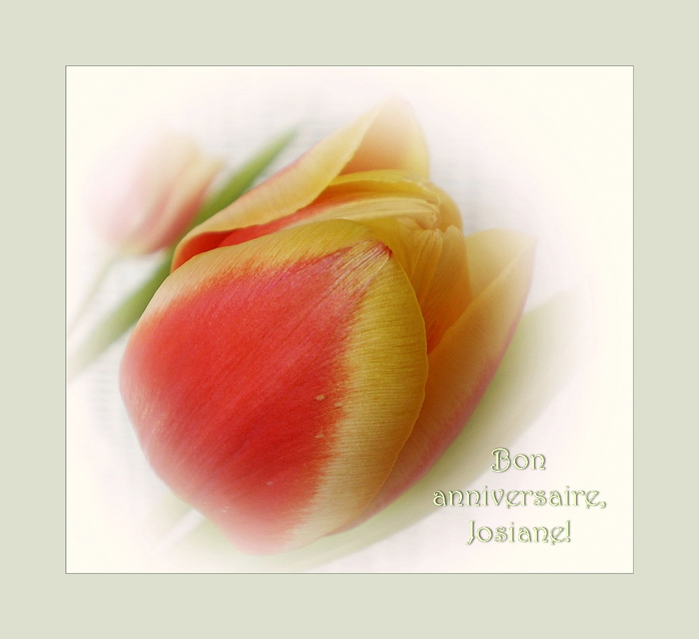 Bon Anniversaire Chere Josiane Foto Bild Fc Geburtstage Bilder Auf Fotocommunity Bon Anniversaire Chere Josiane Foto Bild Fc Geburtstage Bilder Auf Fotocommunity
