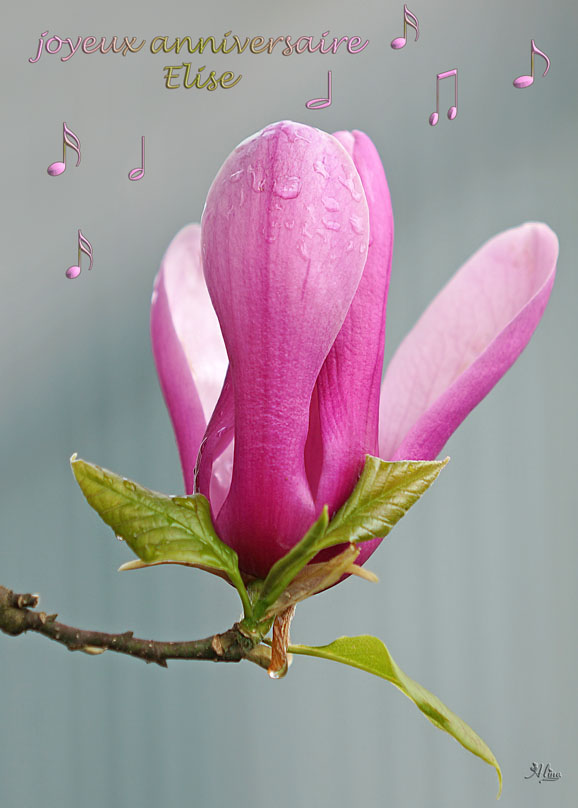 Bon Anniversaire Elise Photo Et Image Cartes De Voeux Art Numerique Special Images Fotocommunity