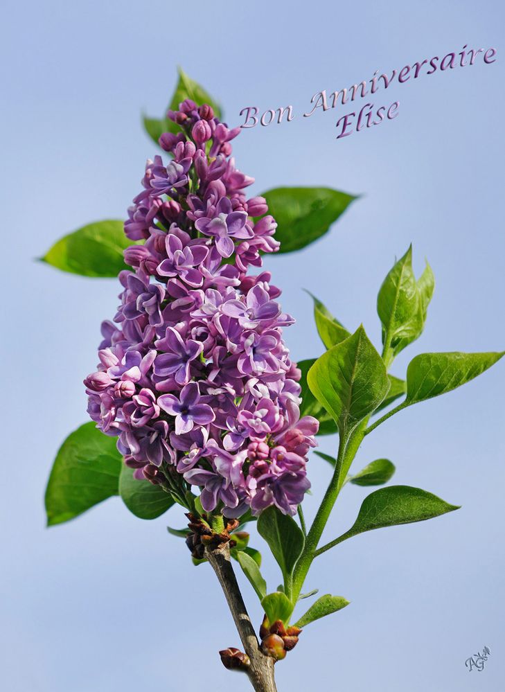 Bon Anniversaire Elise Photo Et Image Cartes De Voeux Fleurs Et Macros Special Images Fotocommunity Bon Anniversaire Elise Photo Et Image Cartes De Voeux Fleurs Et Macros Special Images Fotocommunity