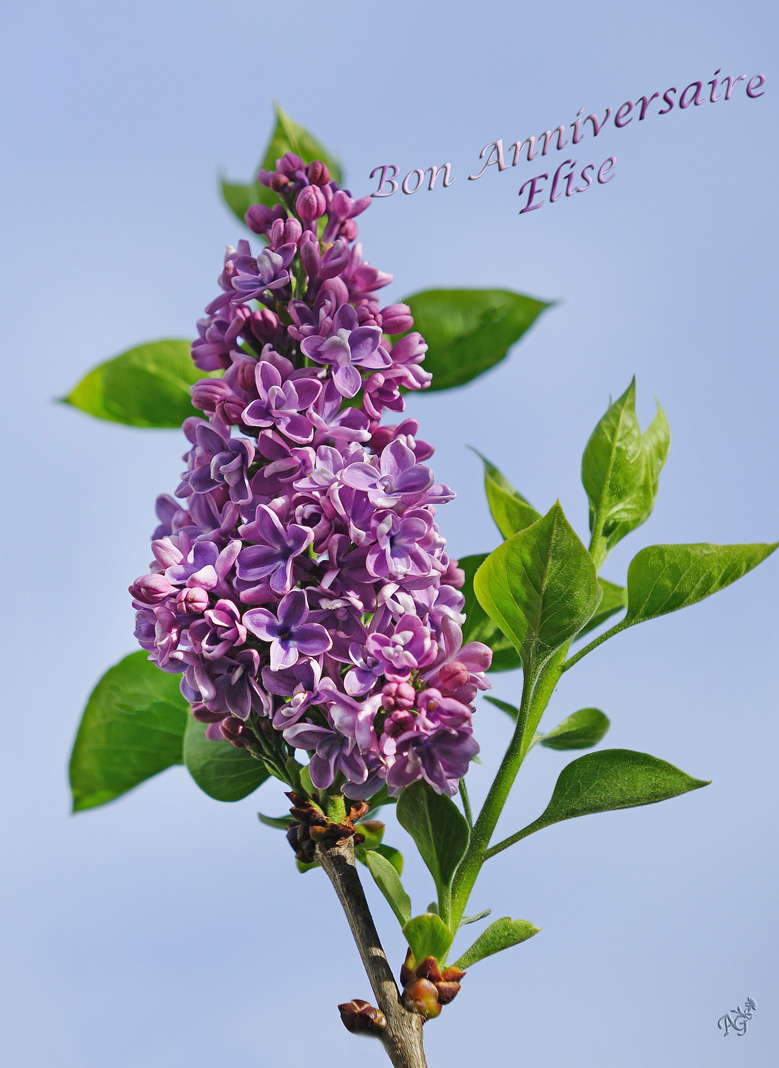 Bon Anniversaire Elise Photo Et Image Cartes De Voeux Fleurs Et Macros Special Images Fotocommunity