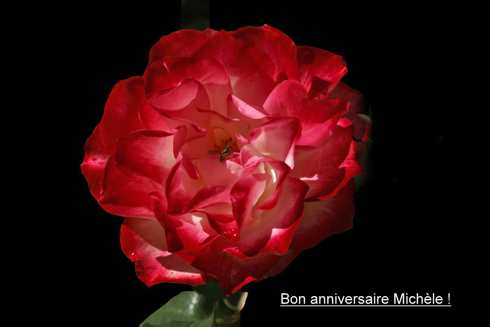 Bon anniversaire Michèle !!