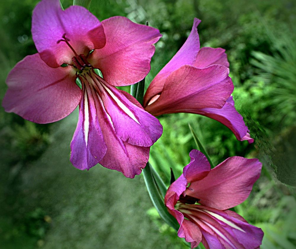 Bon Anniversaire Robert Buatois Photo Et Image Fleurs Anniversaire Nature Images Fotocommunity
