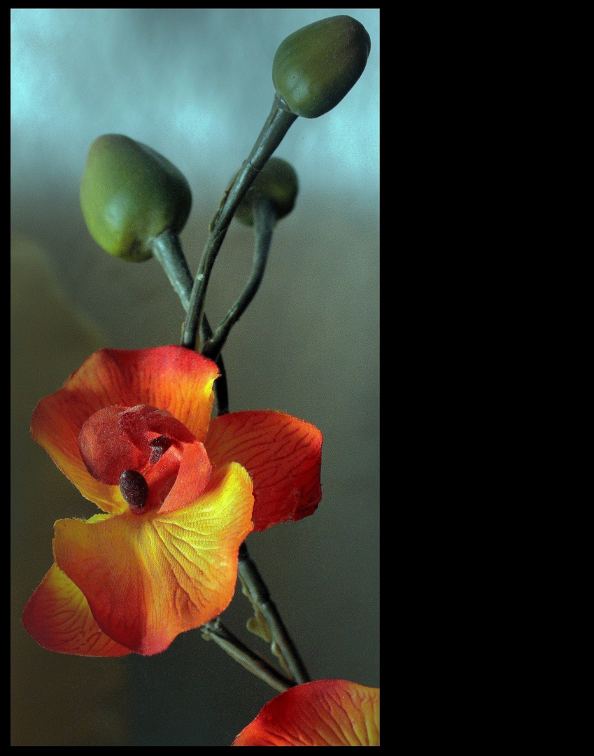 Bon Anniversaire Robert Buatois Photo Et Image Fleurs Fete Nature Images Fotocommunity Bon Anniversaire Robert Buatois Photo Et Image Fleurs Fete Nature Images Fotocommunity