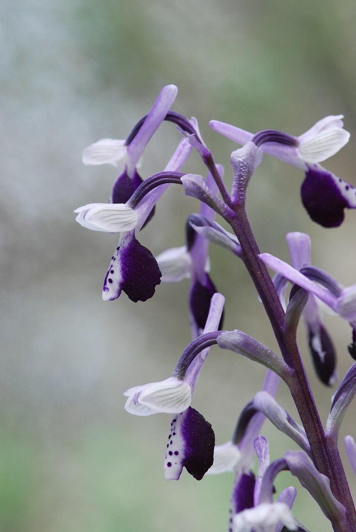 Bon Anniversaire Elise Photo Et Image Fleurs Orchidees Nature Images Fotocommunity